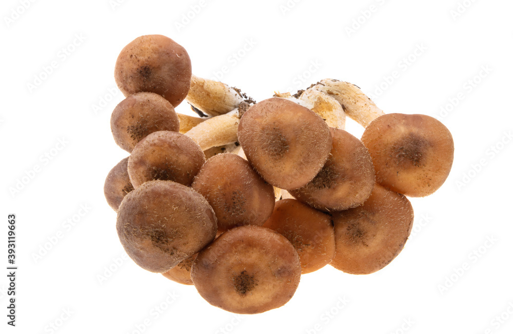 honey mushrooms isolated honey mushrooms isolated