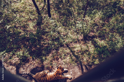 view from above on resting on the ground amur tiger photo