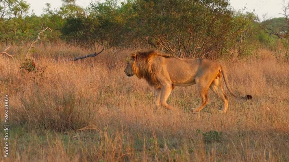 A tracking shot of a male lion walking through the dry savannah in the golden light. A tracking shot of a male lion walking through the dry savannah in the golden light.