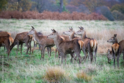 A heard of young deer stags or bucks observing the area