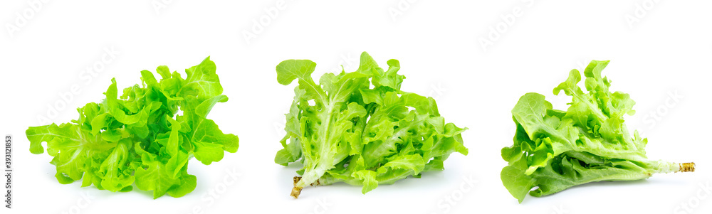 green fresh lettuce isolated on white background green fresh lettuce isolated on white background
