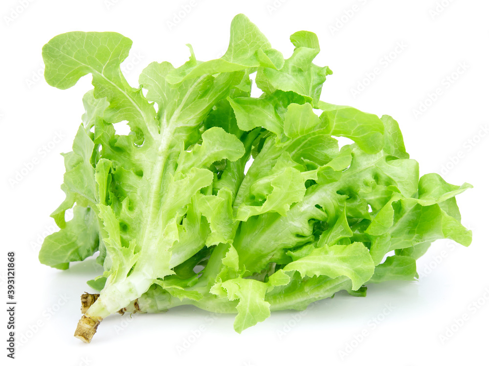 green fresh lettuce isolated on white background