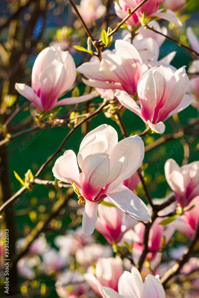 pink magnolia blossoms in morning light. beautiful nature background in springtime. bright sunny day. harmony concept