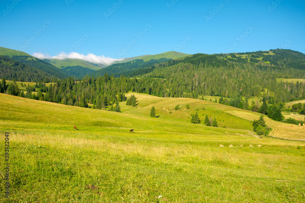 mountainous countryside in summertime. grassy field in front on the forest on rolling hills at the foot on the mountain range with alpine meadow beneath a blue sky with clouds