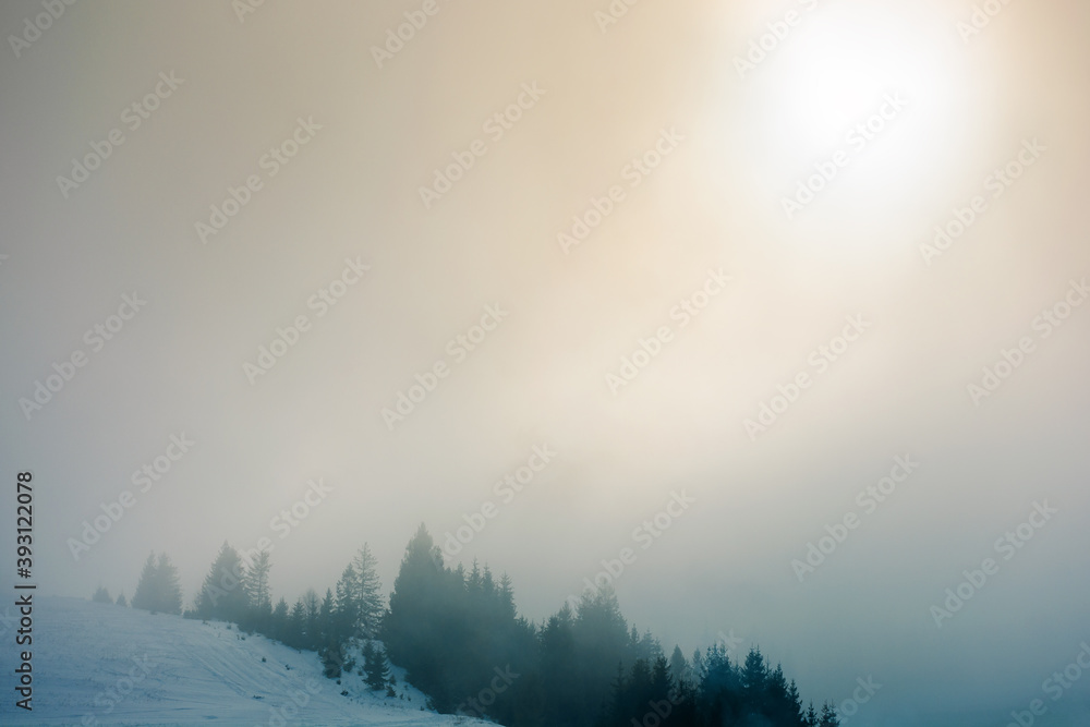 blizzard in mountains. magic scenery with clouds and fog on a sunny winter morning. trees in mist on a snow covered meadow. cold weather