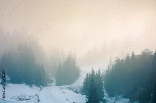 spruce trees on the hill on a foggy morning. beautiful nature scenery in winter. backlit silhouettes in mist