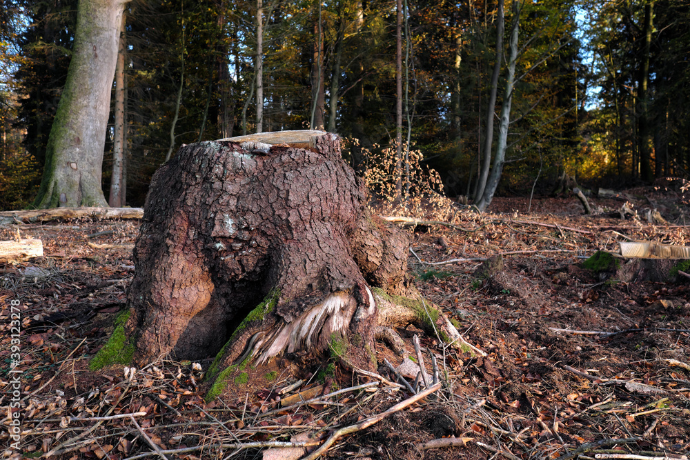 Obraz premium Baumstumpf und Wurzelwerk von großem Baum in abgeholztem Waldgebiet - Stockfoto