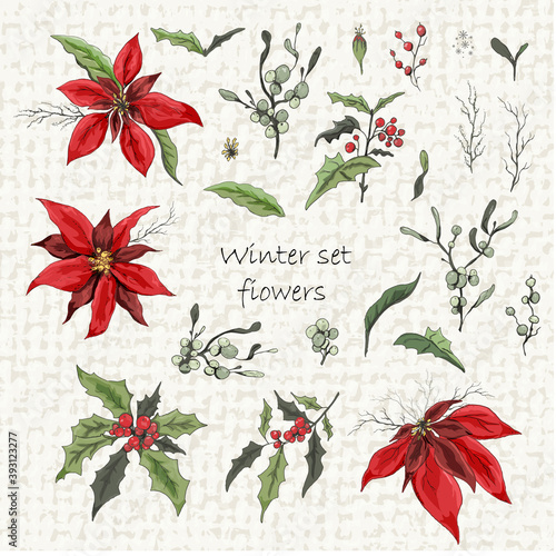 Set of winter flowers (poinsettia, white mistletoe, Holly) isolated. realistic hand-drawn doodles, colorful ornaments, decorations for seasonal cards, posters, advertising. Vintage style