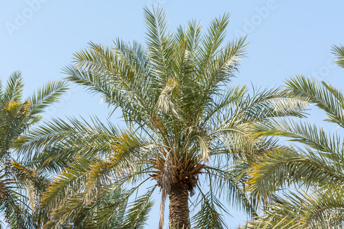 Green date trees growing in the park in the Ruins of Diraiyah, also as Dereyeh and Dariyya, a old town in Riyadh, Saudi Arabia