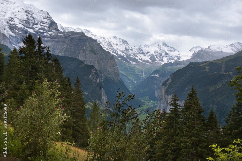 The spectacular Lauterbrunnen valley from an alp above Wengen, with the Breithorn in the distance: Bernese Oberland, Switzerland The spectacular Lauterbrunnen valley from an alp above Wengen, with the Breithorn in the distance: Bernese Oberland, Switzerland