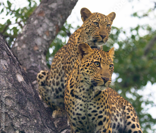 Zwei junge Leoparden sitzen wachsam auf dem Baum, Nationalpark Africa