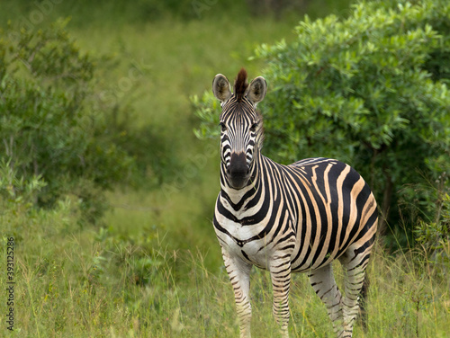 Steppenzebra in der afrikanischen Savanne 