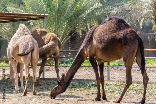 Brown Camels eating food in the farm near the Old Dariya  Riyadh  the Kingdom of Saudi Arabia