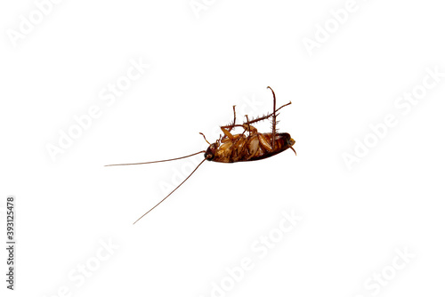 Cockroach lying, isolated on white background with clipping path. Common household cockroaches. It crawling in the kitchen and around the home. © Aekalak