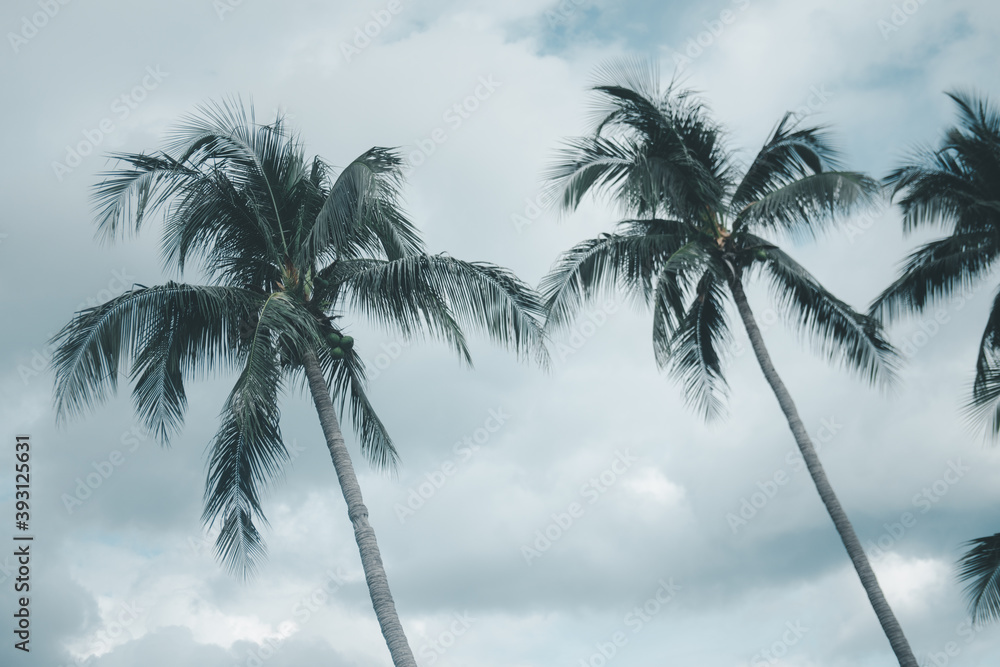 Obraz premium Tropical palm tree.