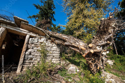Fallen tree due to the very strong wind on a small stone house in Italian Alps, Veneto, Italy, Europe. © Alberto Masnovo