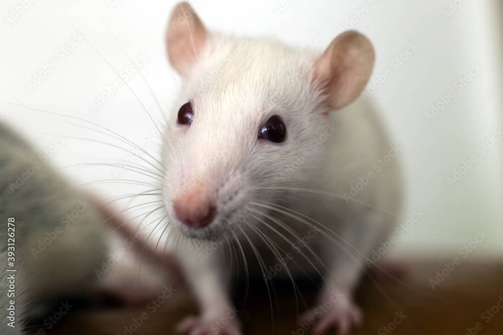 Closeup of funny white domestic rat with long whiskers. Closeup of funny white domestic rat with long whiskers.