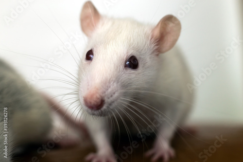 Closeup of funny white domestic rat with long whiskers.