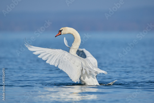 Swan in water with wings spread