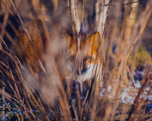 Gorgeous red fox sits in ambush, hunting prey in the forest in November