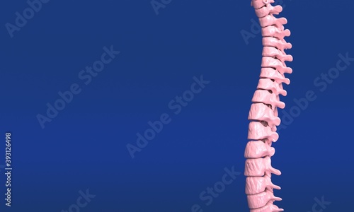 spine 3d isolated digital anatomy