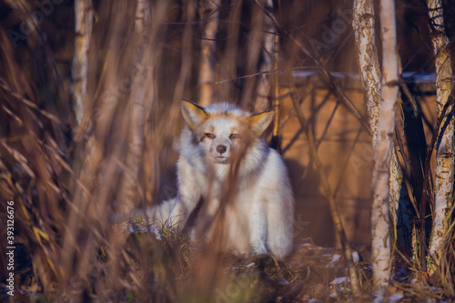white fox in nature in the reserve in November