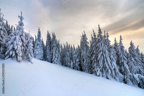Beautiful winter mountain landscape. Tall dark green spruce trees covered with snow on mountain peaks and cloudy sky background. © bilanol