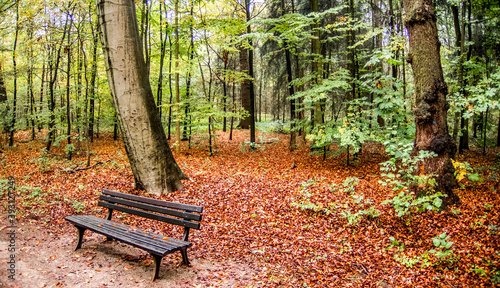 Fototapeta Naklejka Na Ścianę i Meble -   Ein Herbsttag im Wald.