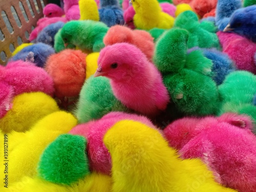 Colored Chicken © Budhy