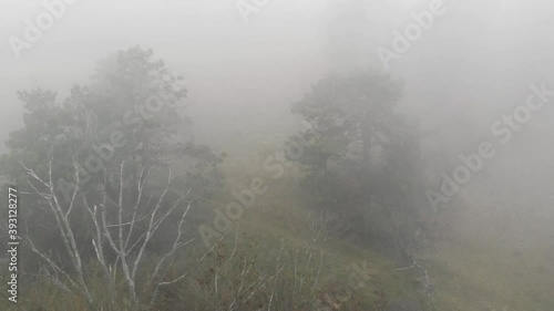 Wallpaper Mural Milky mist in the forest, flying over tree tops in fog. Torontodigital.ca