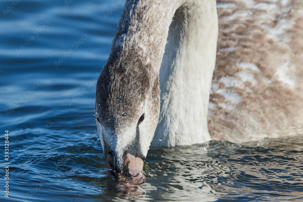 Naklejka premium Portrait of a young swan
