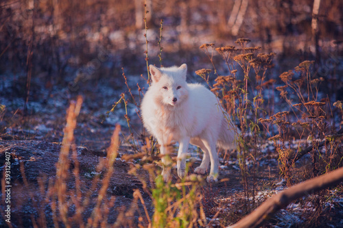 white fox in nature in the reserve in November