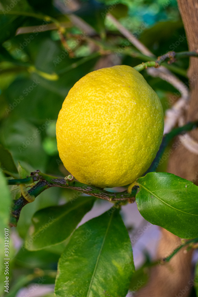 Limón en el limonero