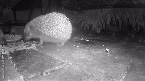 wild european hedgehog feeding cat dry food in night. infrared film. photo