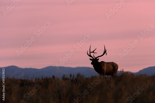 Bull Elk at Sunrise During the Fall Rut in Wyoming