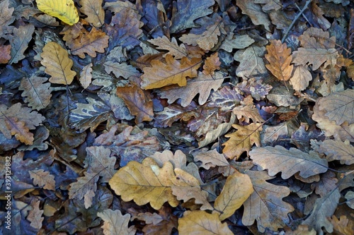 fallen autumn leaves in Belgrad Forest in Istanbul, Turkey.