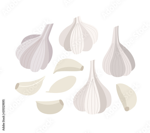 Vector illustration of garlic and garlic cloves. Set of garlic isolated on white background. Illustration of vegetables. Vegan food. Suitable for illustrating healthy eating, recipes, local farm.