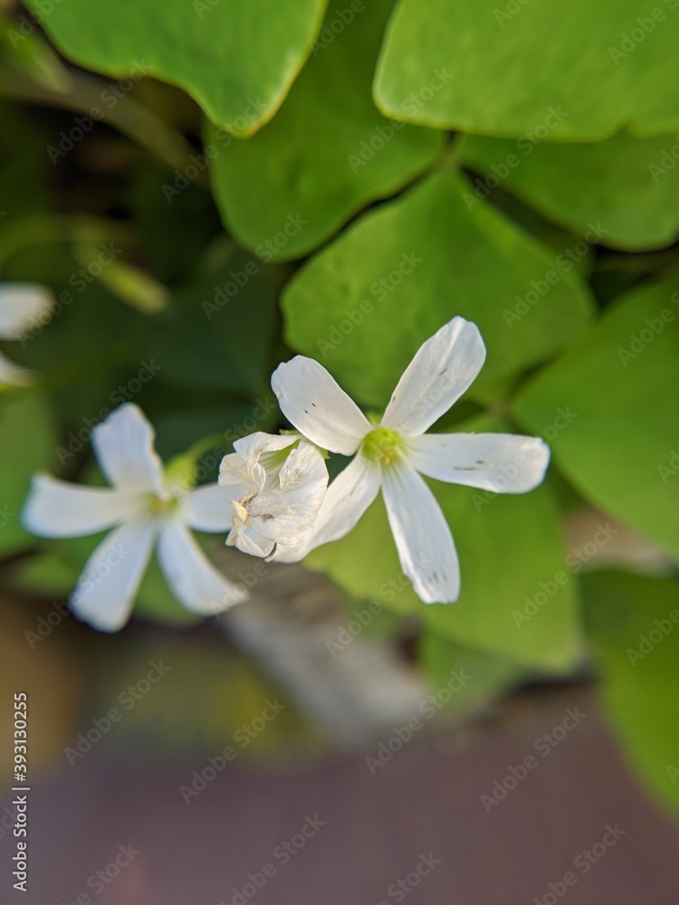 Oxalis perennial plant Oxalis perennial plant