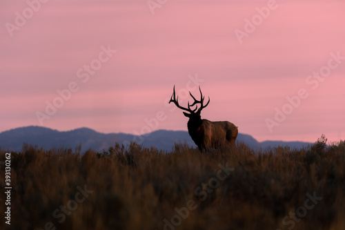 Bull Elk at Sunrise During the Fall Rut in Wyoming