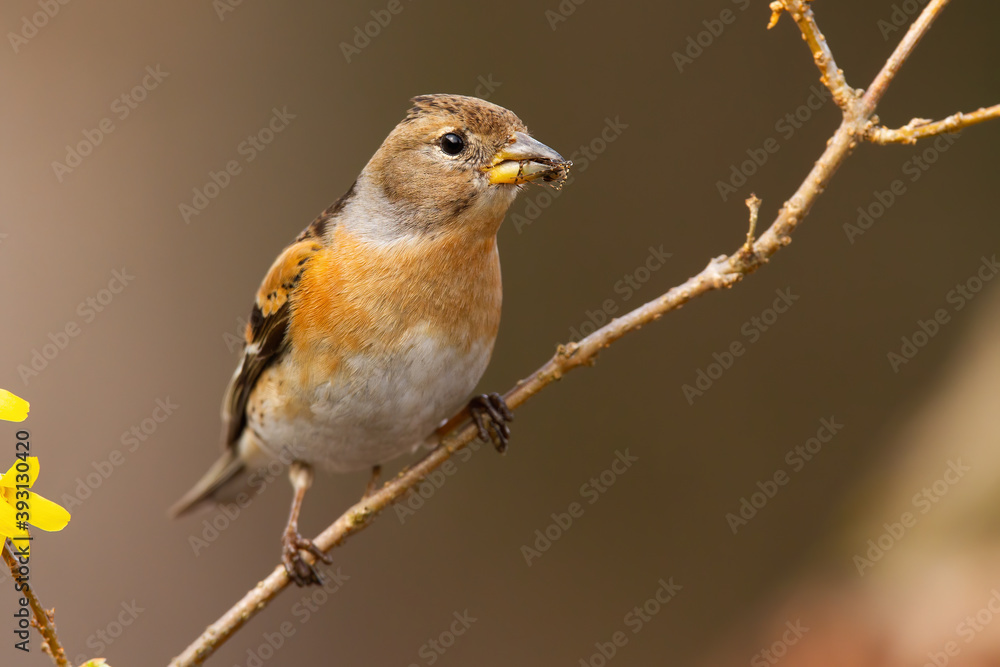 Obraz premium Interested brambling, fringilla montifringilla, female sitting on diagonal twig in garden during springtime. Songbird holding on branch and facing camera from front view.