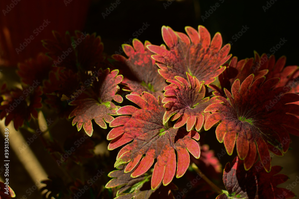 Mayana plant is a plant that has a lot of health benefits, due to the essential oils and