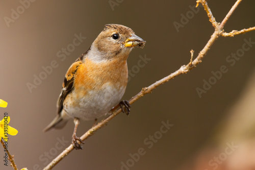 Interested brambling, fringilla montifringilla, female sitting on diagonal twig in garden during springtime. Songbird holding on branch and facing camera from front view. © WildMedia