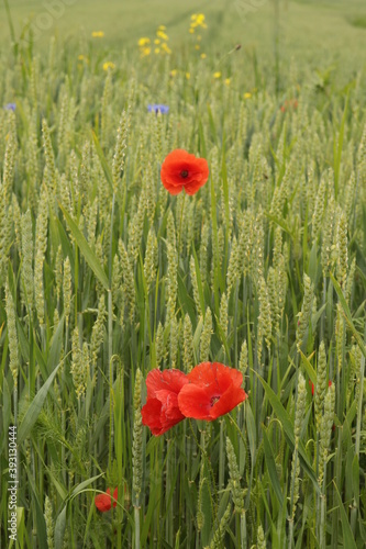 Beautiful flowers of a field poppy among ripening grain 