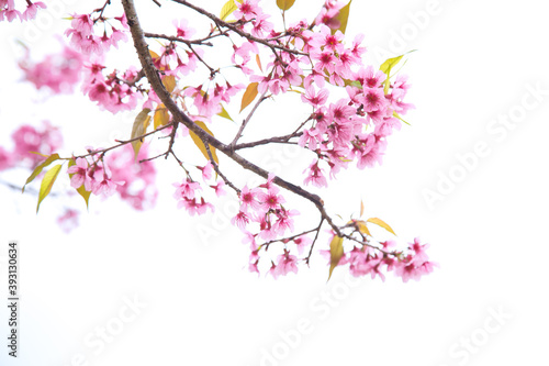 Beautiful cherry blossom or sakura in spring time over sky © Poramet