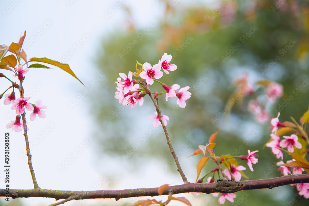 Beautiful cherry blossom or sakura in spring time over sky Beautiful cherry blossom or sakura in spring time over sky