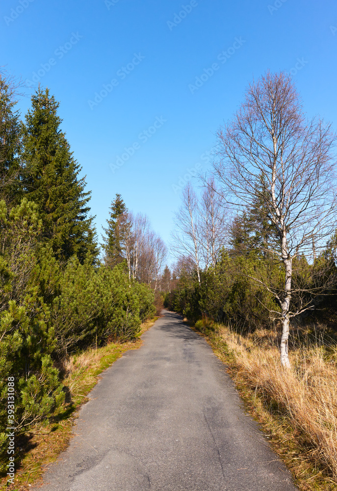 Narrow asphalt road through mountain forest.