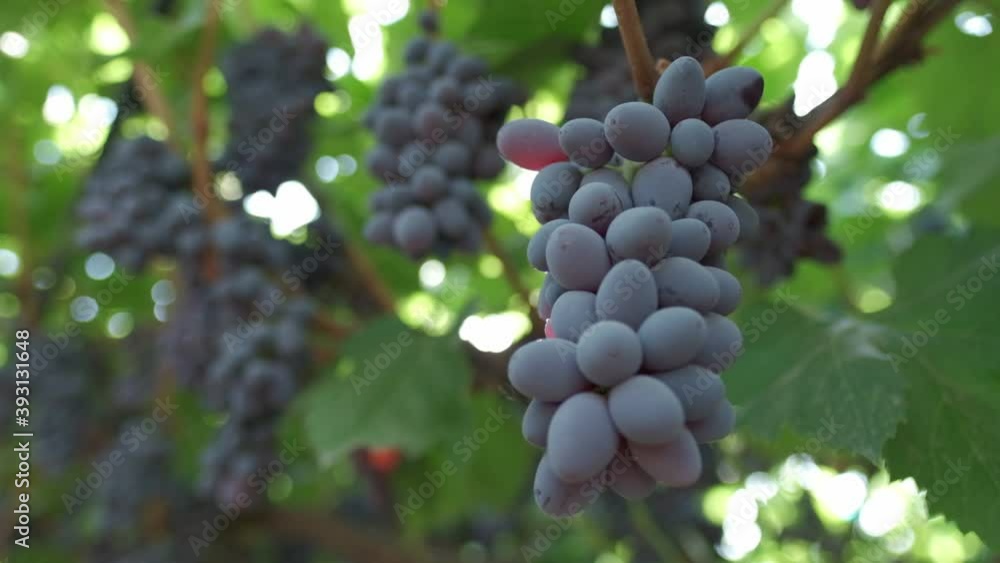 The sun's rays shine through the bunches of black grapes. Slow motion