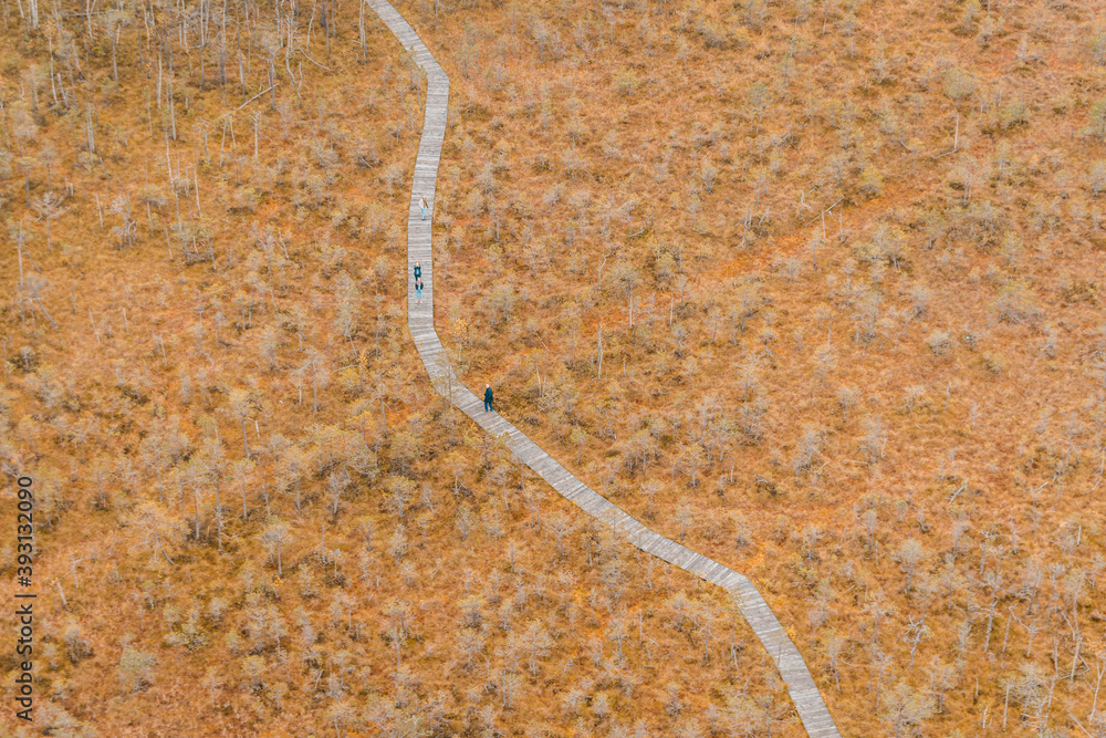 aerial photo of the swamp
