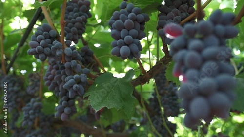 Wallpaper Mural Bunches of black grapes close up. Slow motion Torontodigital.ca
