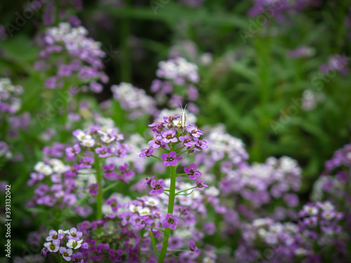 Close up of Purple of Sweet Alyssum flowers in a garden in summer time.